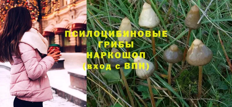 купить закладку  shop официальный сайт  Псилоцибиновые грибы Psilocybe  Жуковский 